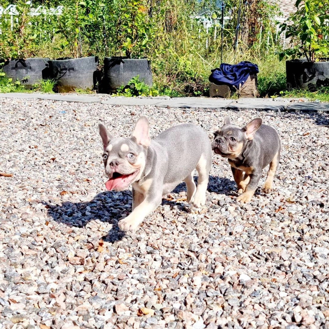 Lilac Tan French Bulldog Yavruları