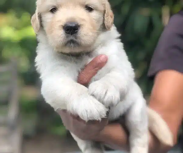 Golden Retriever Yavrulari