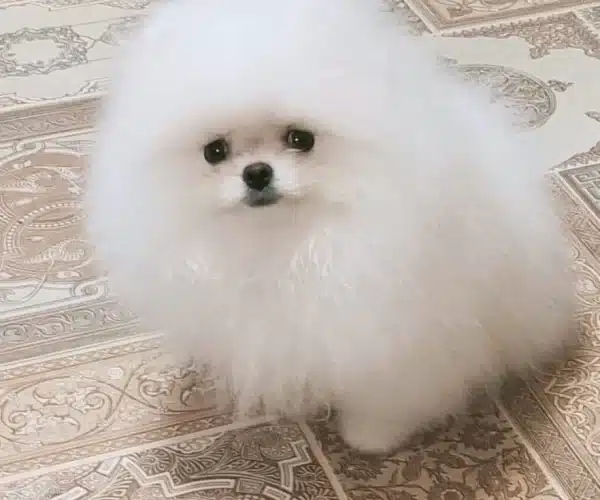 Ayi Surat Pomeranian Boo Yavrulari