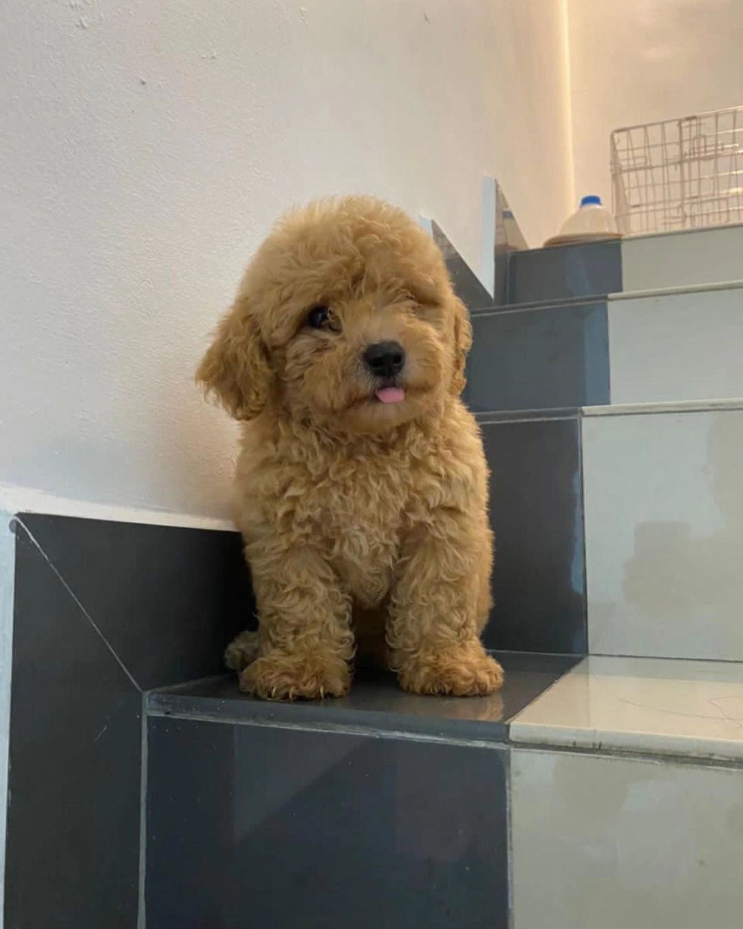 Toy Poodle Kalitesinde Maltipoo Yavruları