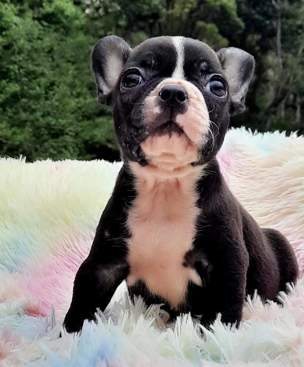 Özel French Bulldog Yavruları