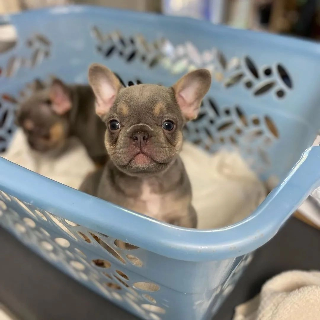 French Bulldog Yavruları