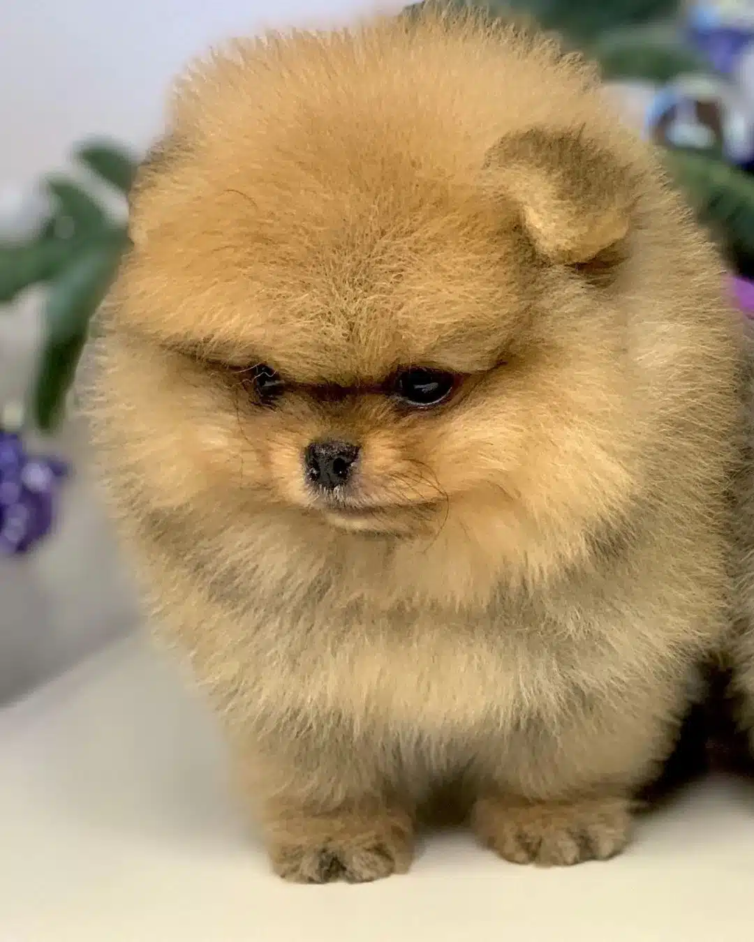 Pomeranian Boo Yavruları