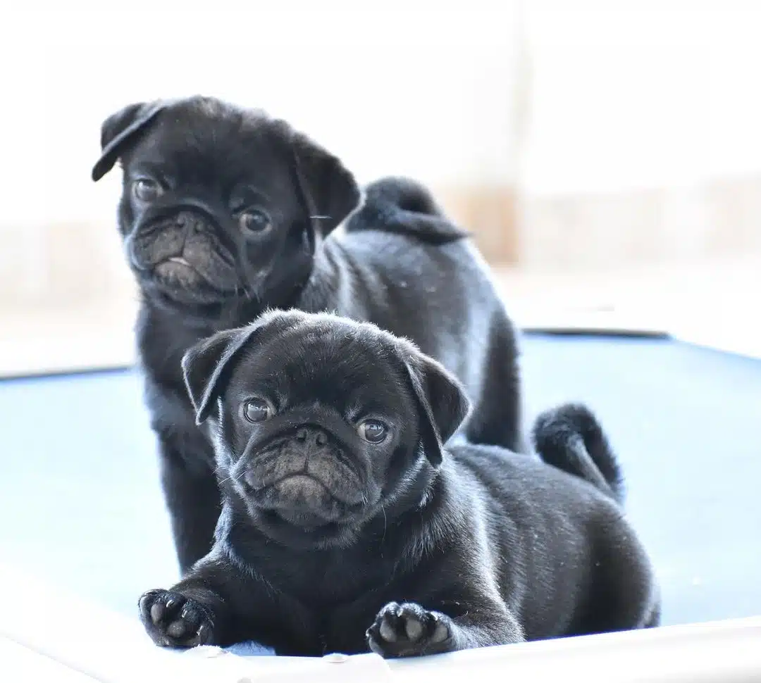 Irk Garantili Pug Yavruları