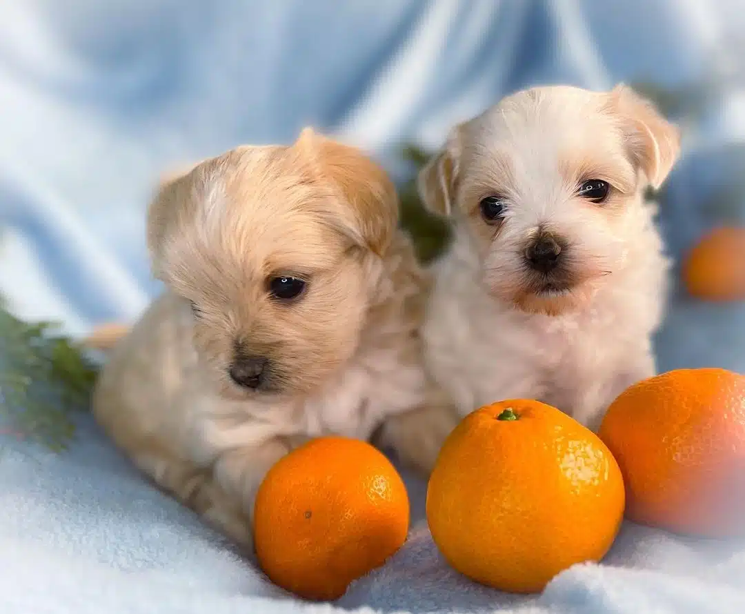 Tatlı Maltipoo Yavruları