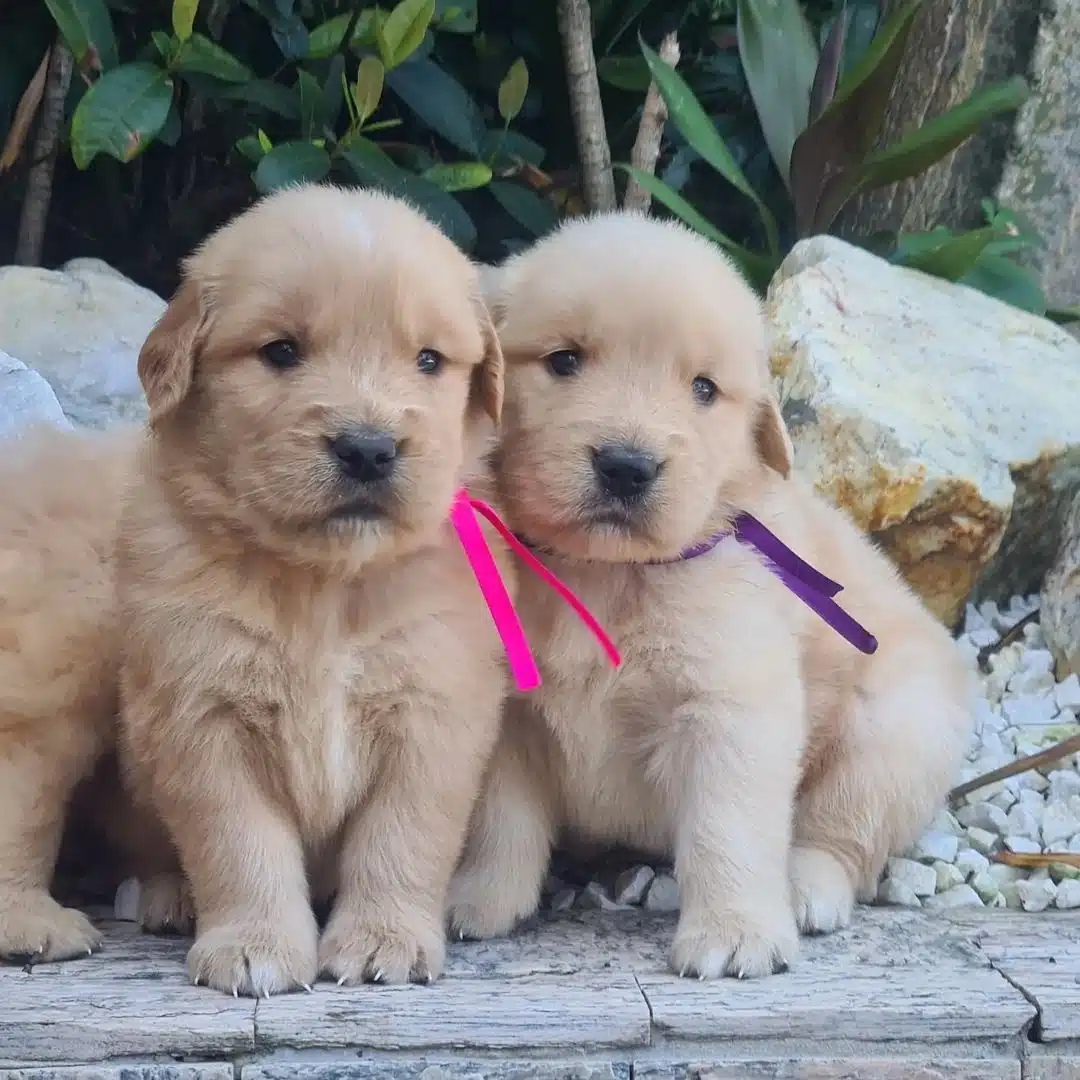 Baby Face Golden Retriever Yavruları