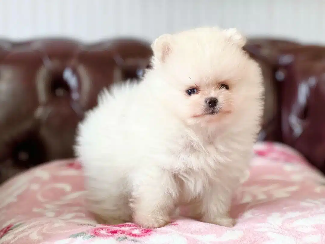 Teddy Bear Pomeranian Yavruları