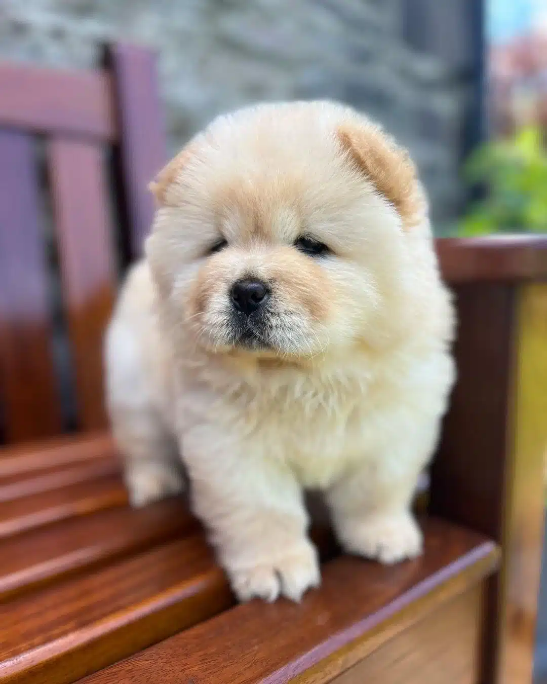 Irk Garantili Chow Chow Yavruları