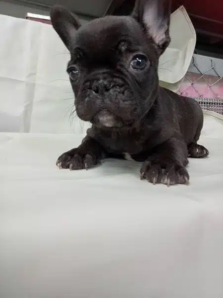 French Bulldog Yavrulari