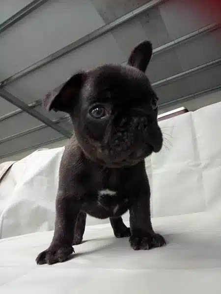 French Bulldog Yavrulari
