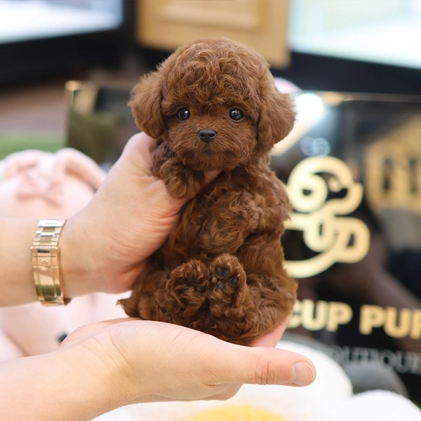 Dark Red Brown Toy Poodle Yavrularımız
