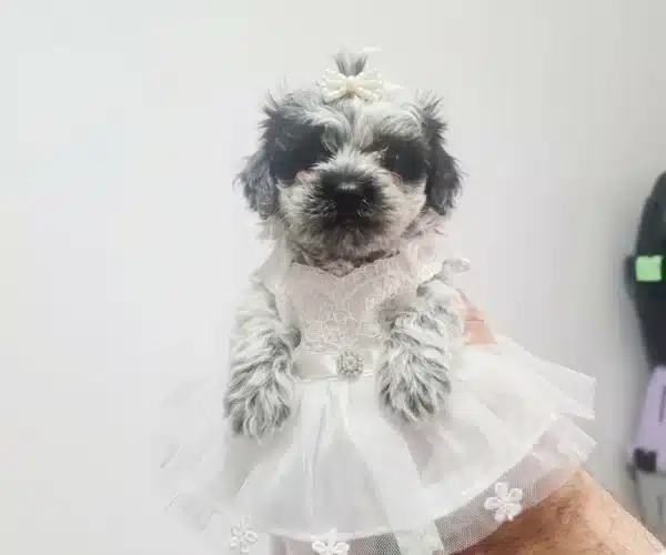 Silver Maltipo Miniğim Teslime Hazır