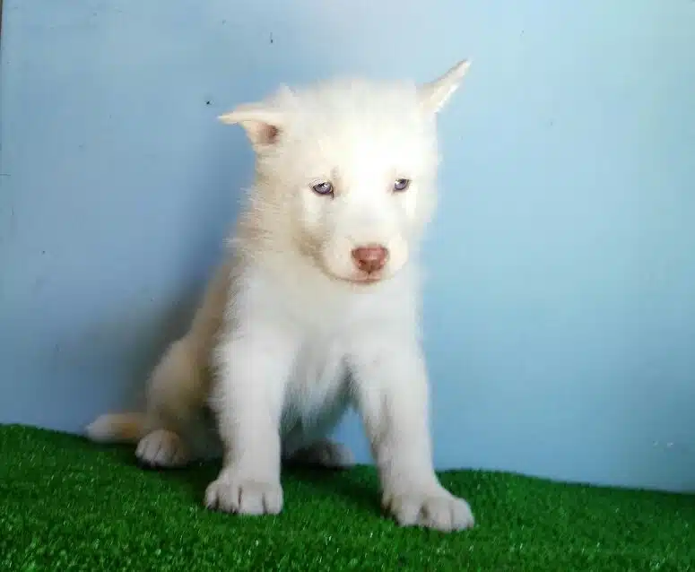 Sibirya Kurdu Yavrulari