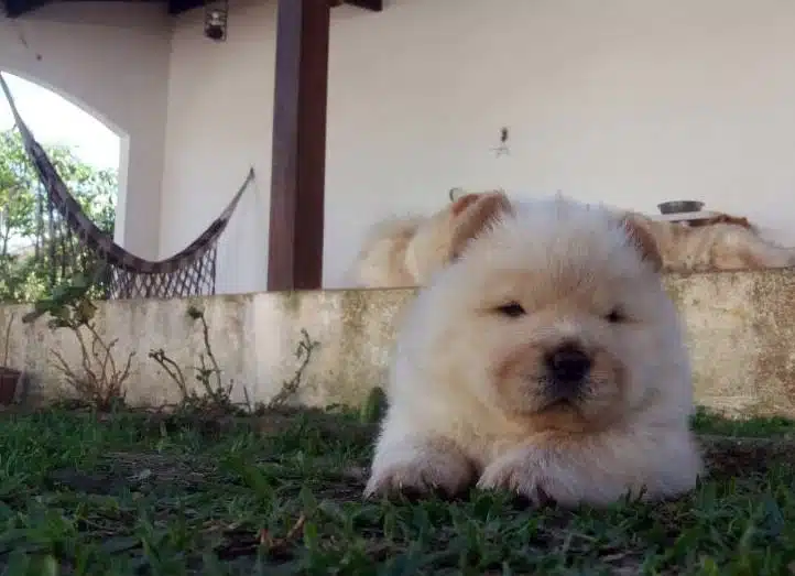 Irk Chow Chow Yavruları