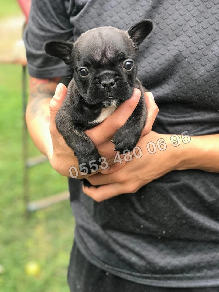 Fransiz Bulldog Yavruları