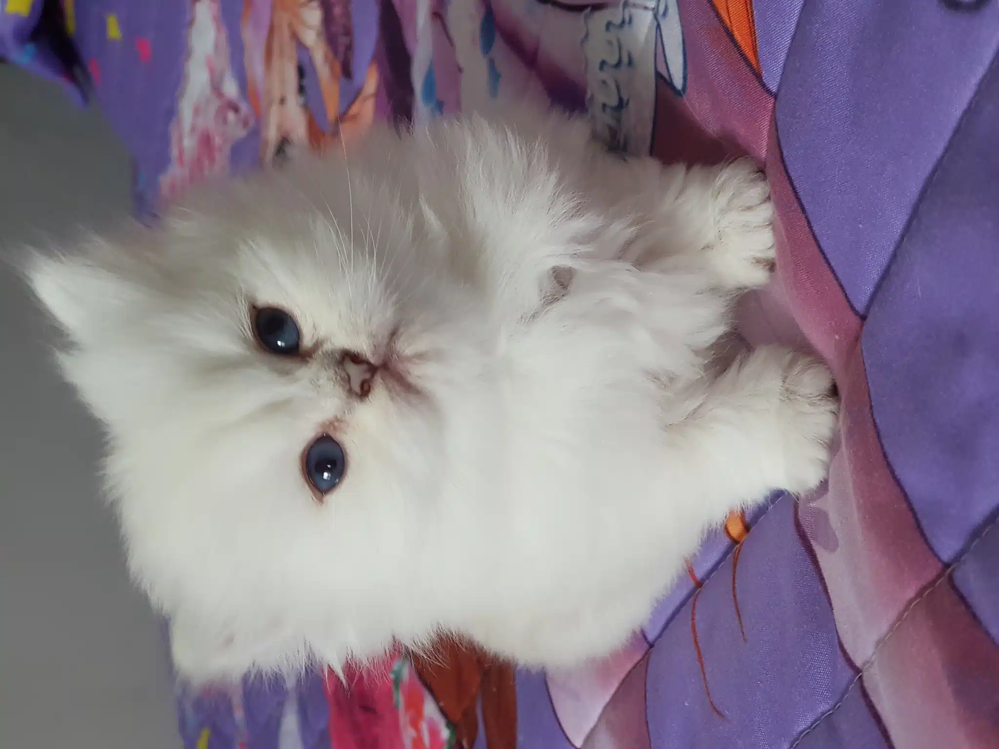 Show Kalite British Longhair Silver
