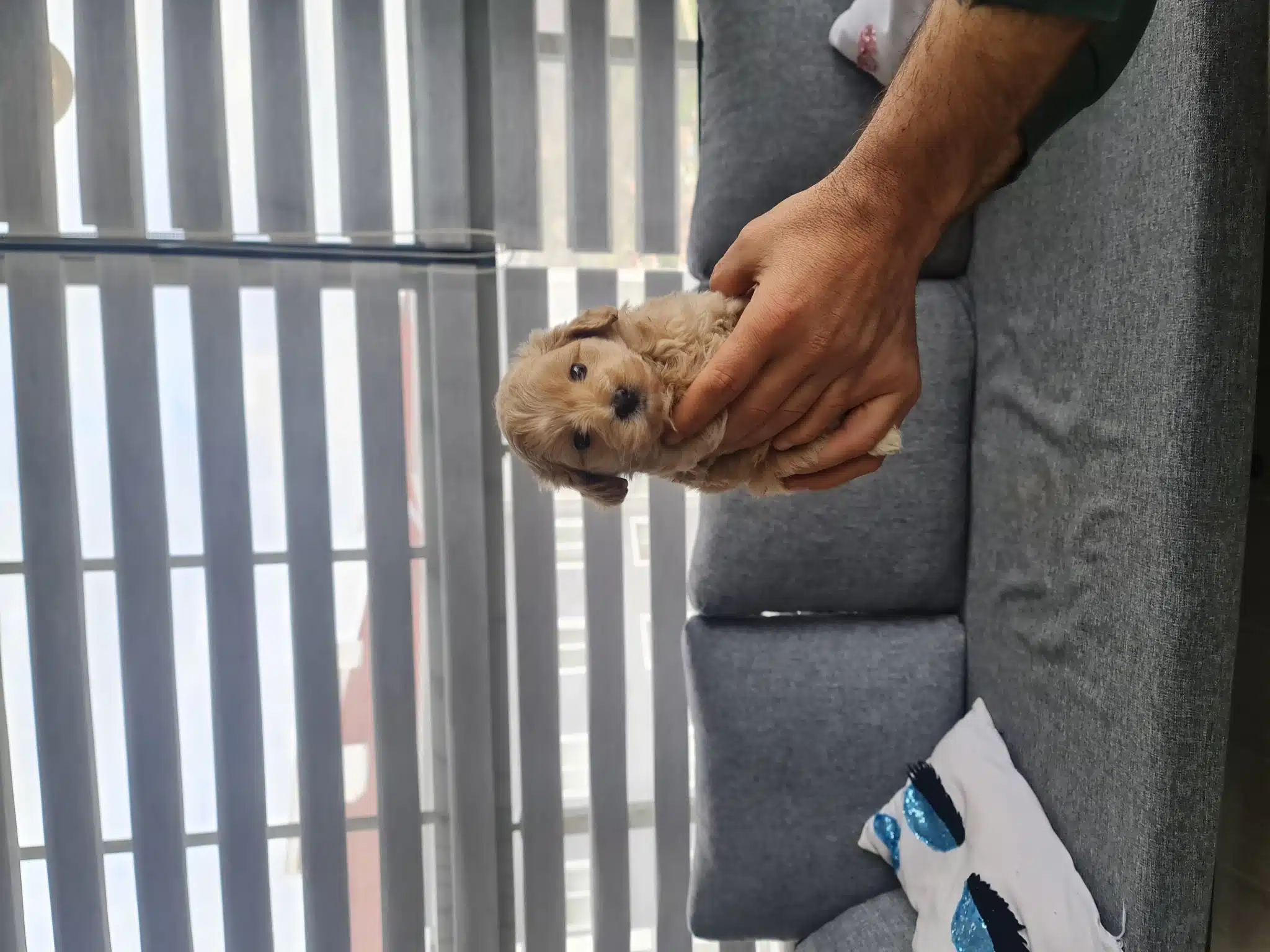 Çok Büyümeyen Minyatür Minnaklarım