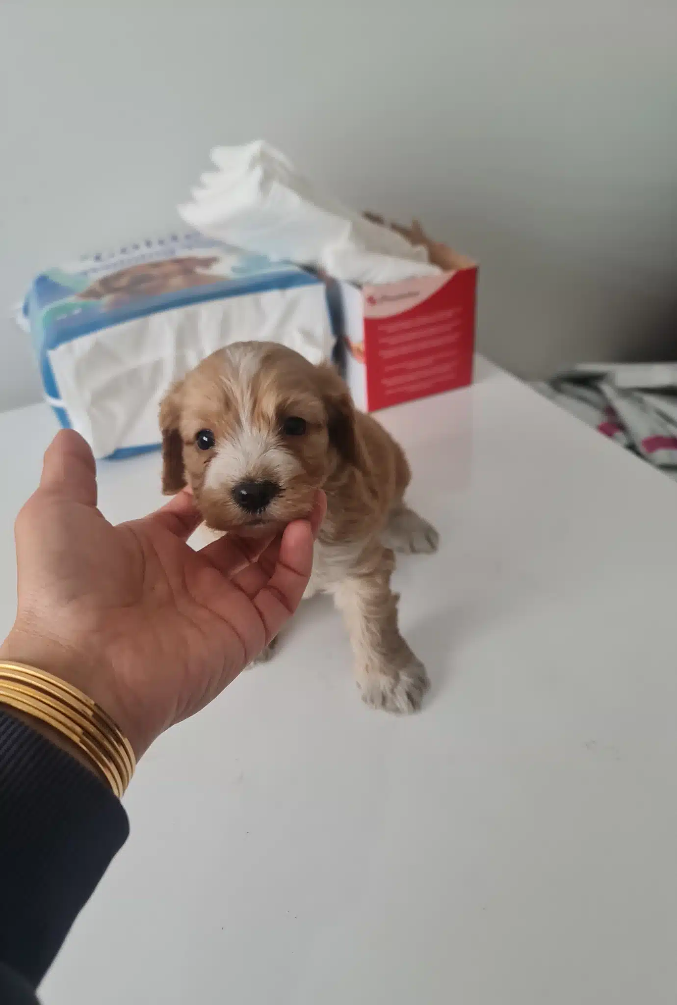 Teslime Hazır Minyatür Minnaklarım