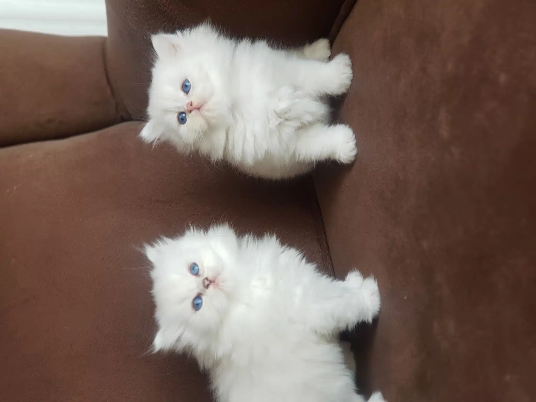 Show Kalite British Longhair Silver