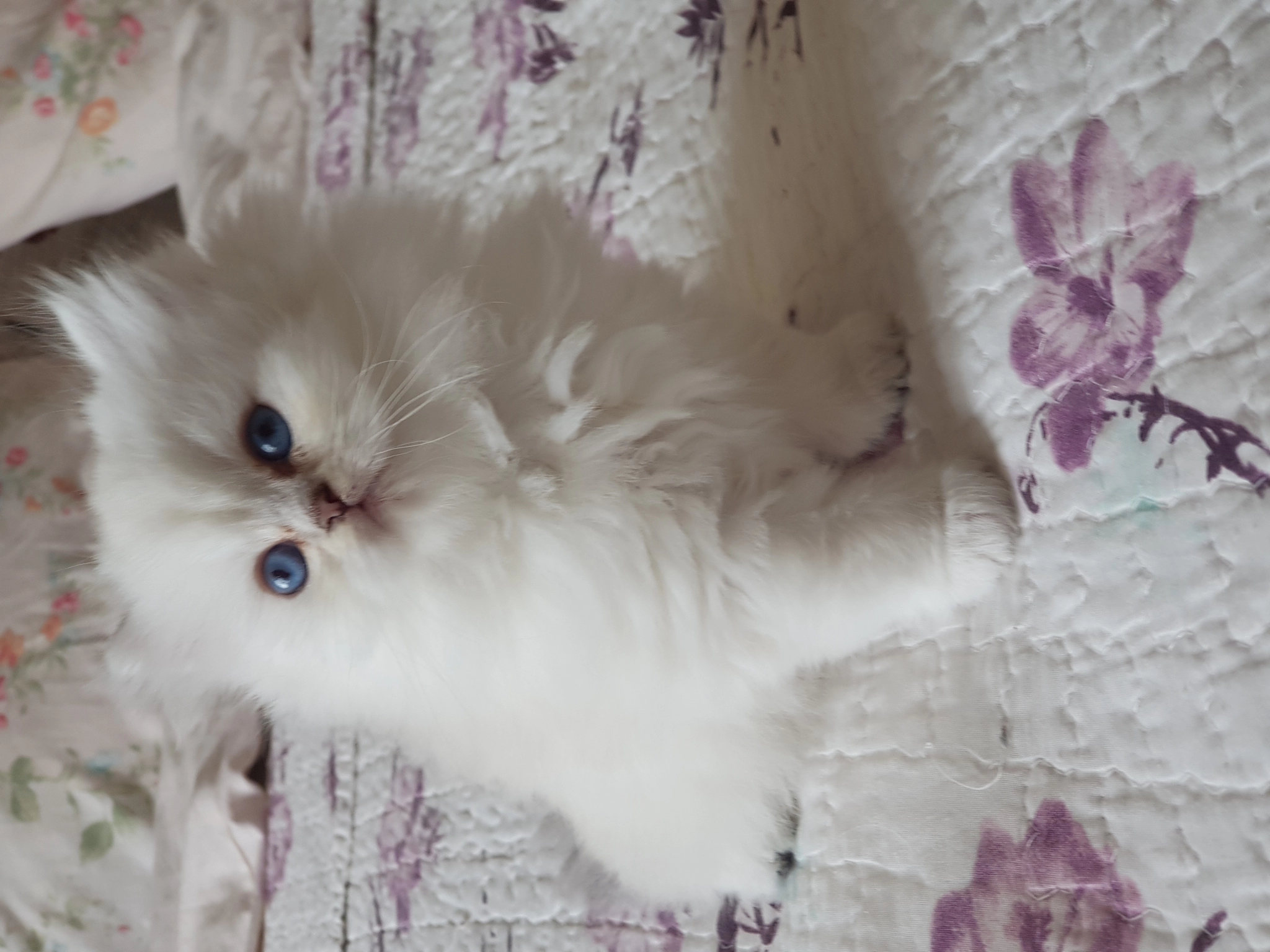 Show Kalite British Longhair Silver