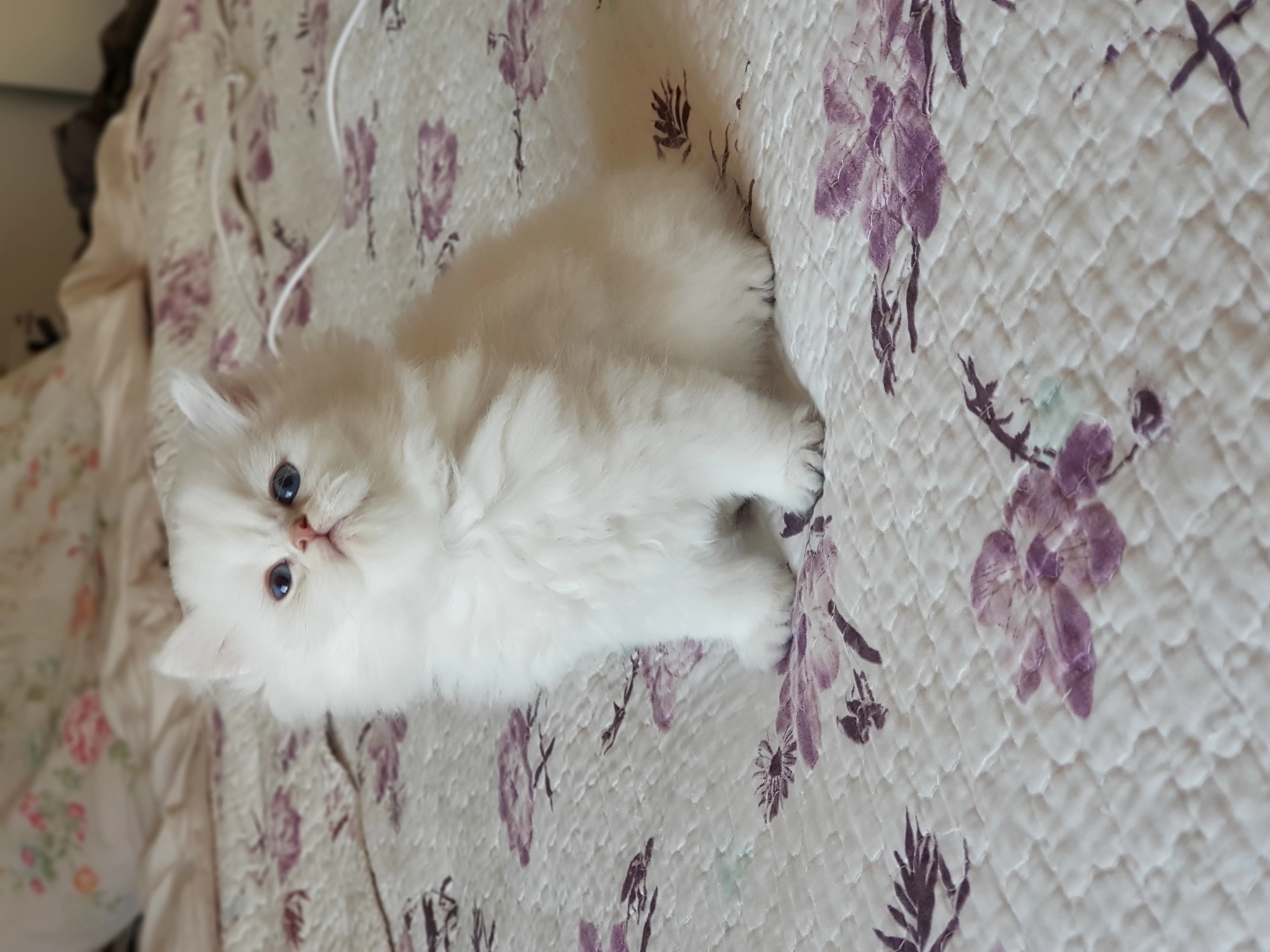 British Longhair Silver