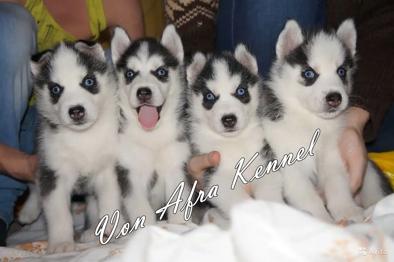 Husky Sibirya Yavruları
