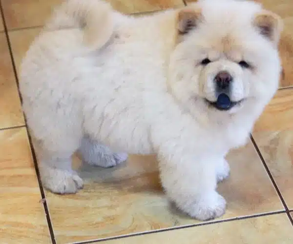 Irk Garantili Chow Chow Yavrulari