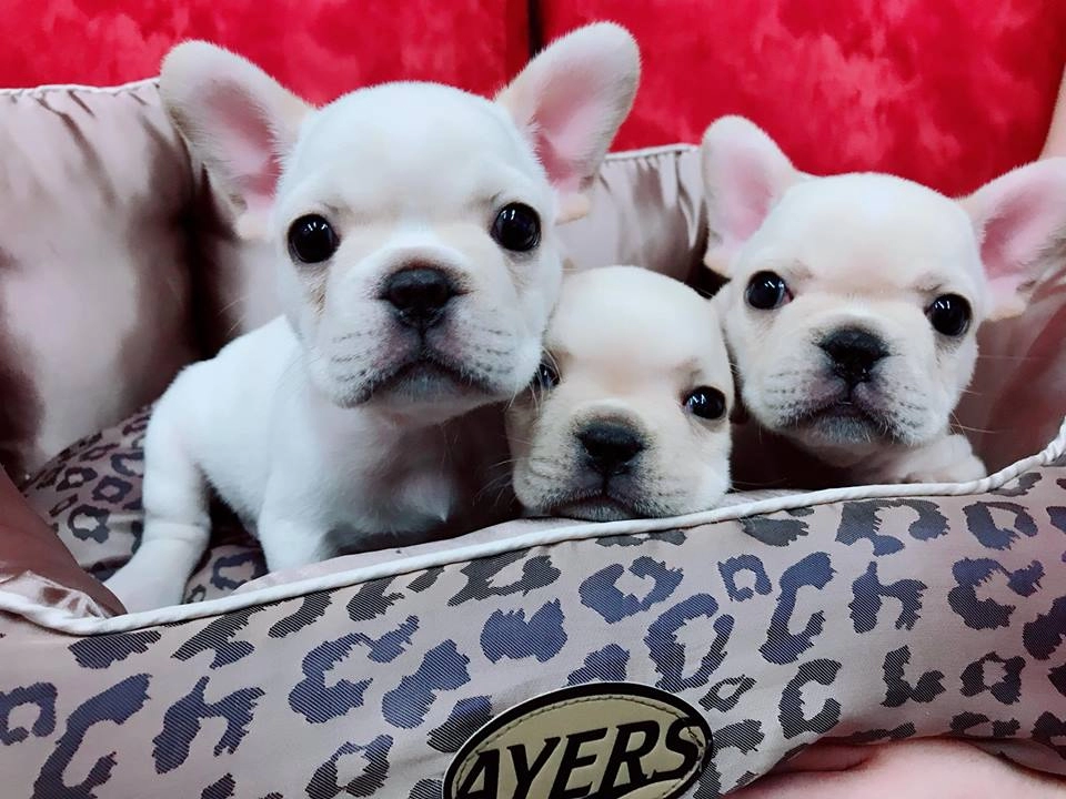 Özel Renge Sahip French Bulldog Yavruları