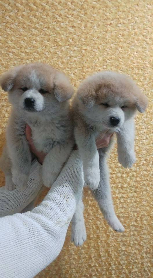 Japon Akita İnu Yavruları
