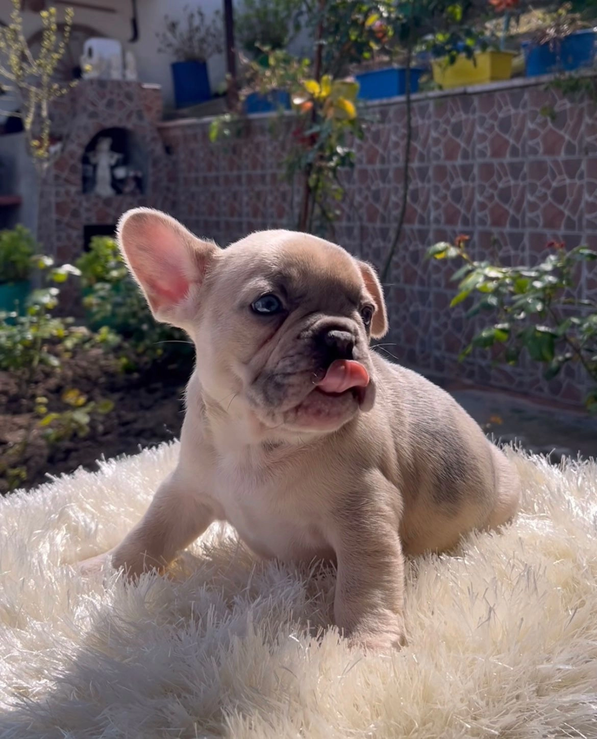 Egzotik French Bulldog Yavrularım Harika Renkler Ve Anatomi