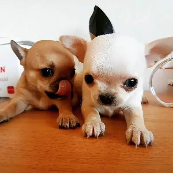 Irk Garantili Chihuahua Yavrulari