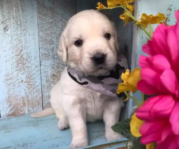 Golden Retriever Yavrulari