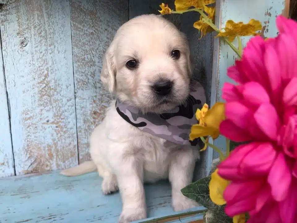 Golden Retriever Yavruları