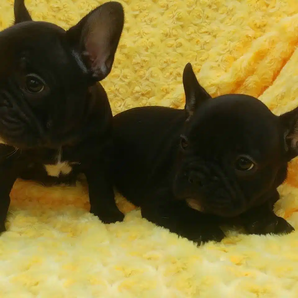 French Bulldog Yavruları