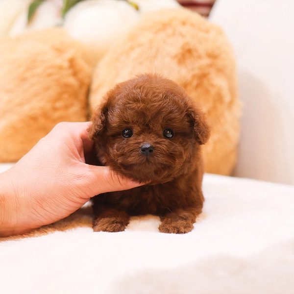 Saglik Ve Irk Garantili Toy Poodle Yavrularim
