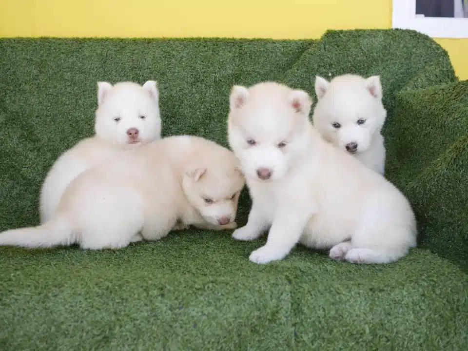 Beyaz Husky Sibirya Yavruları