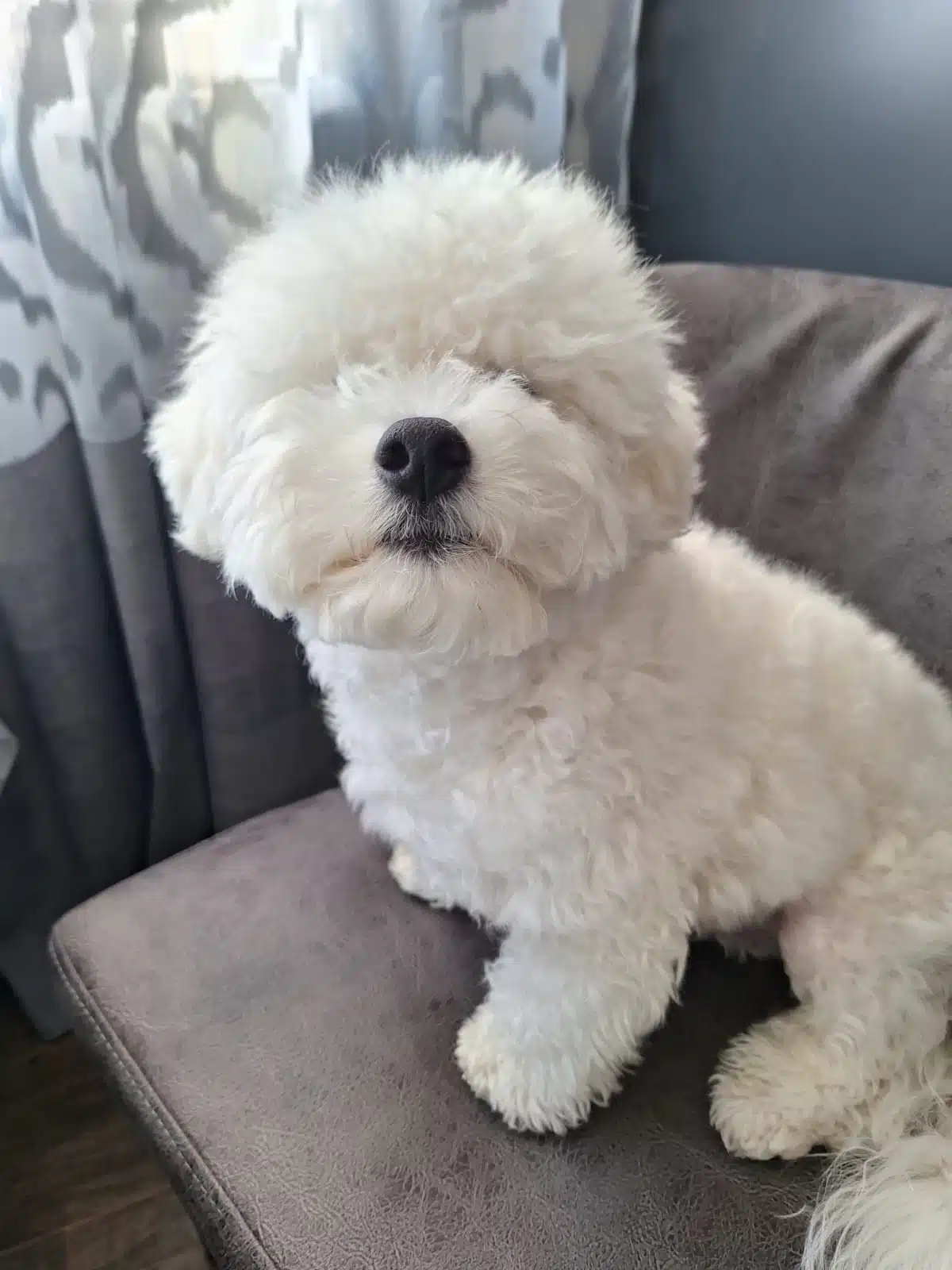 Egzotik French Bulldog Yavrularım Harika Renkler Ve Anatomi