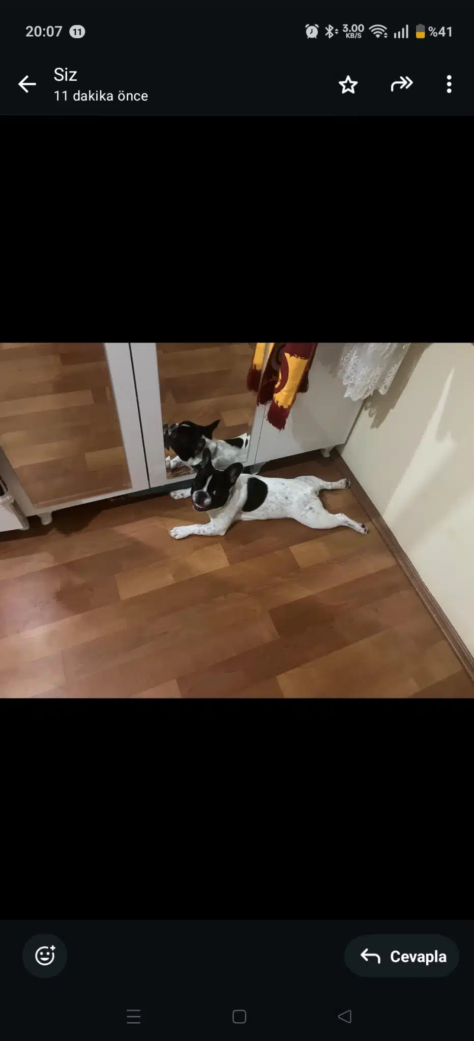 Ücretsiz Sahiplendirilecektir