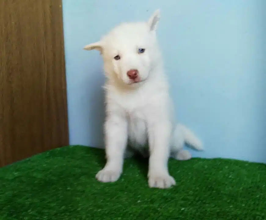 Sibirya Kurdu Yavrulari