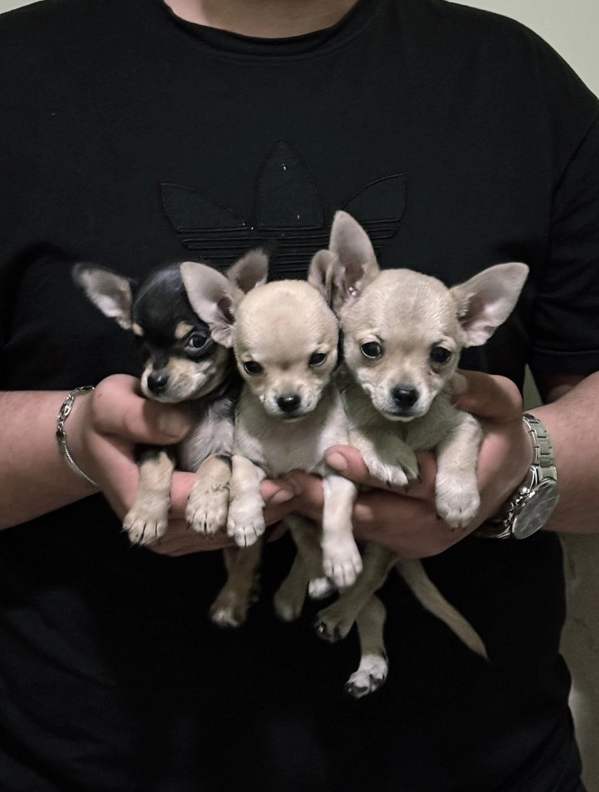 Sevimli Mini Chihuahua