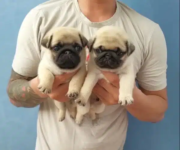 Irk Garantili Pug Yavrulari