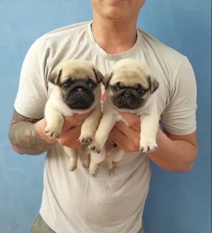 Irk Garantili Pug Yavrulari