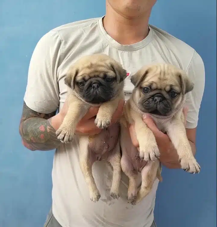 Irk Garantili Pug Yavrulari