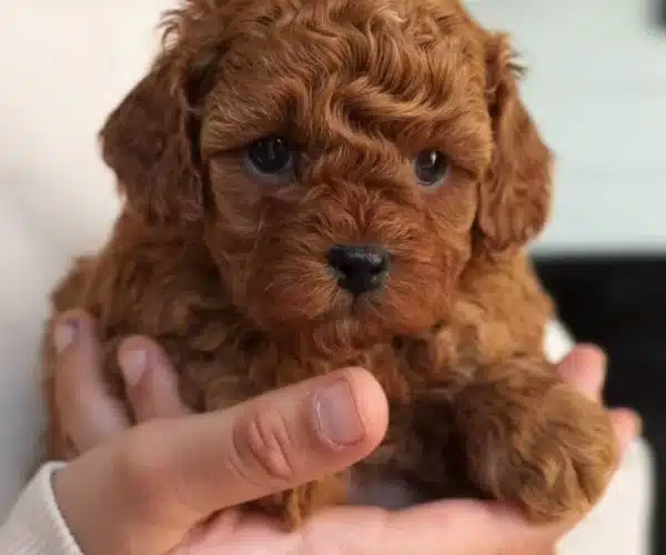 Toyooodle Korean Uygun Ücretli Aileler