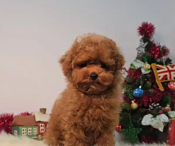 Toyooodle Korean 1 Kg