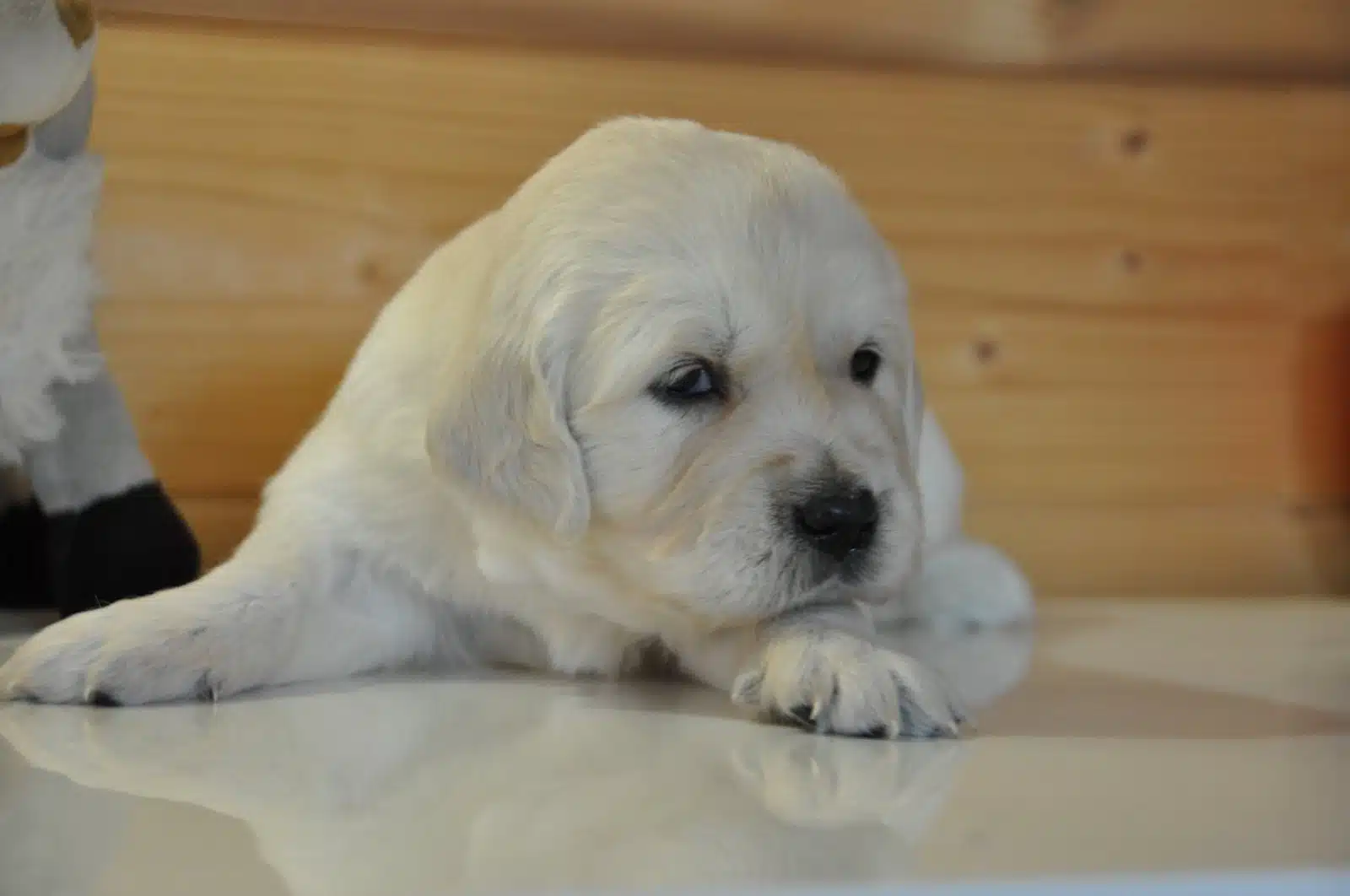 Golden Retriever Yavrusu