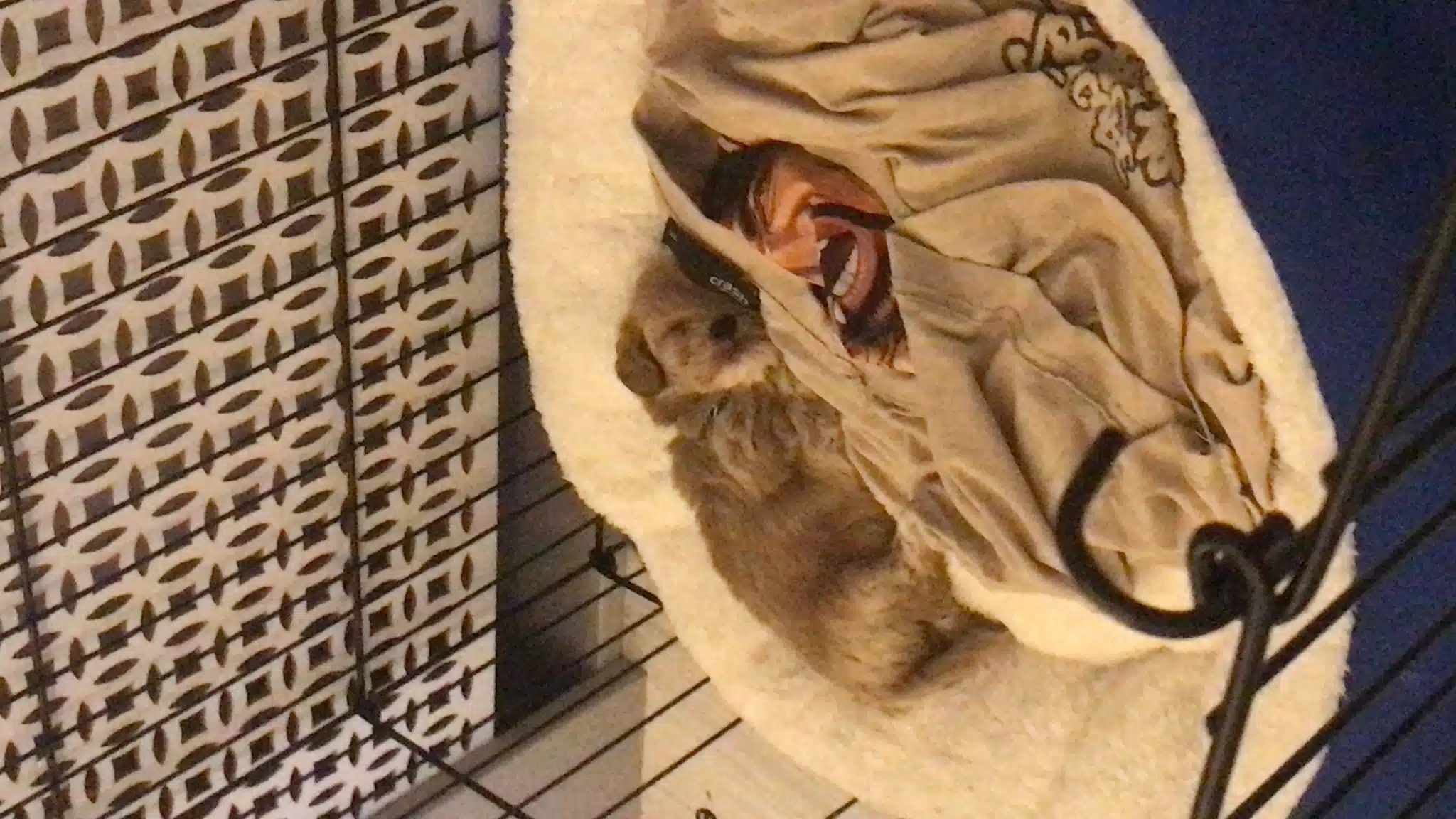 Köpeğimi Veriyorum Taşınma Nedeniyle