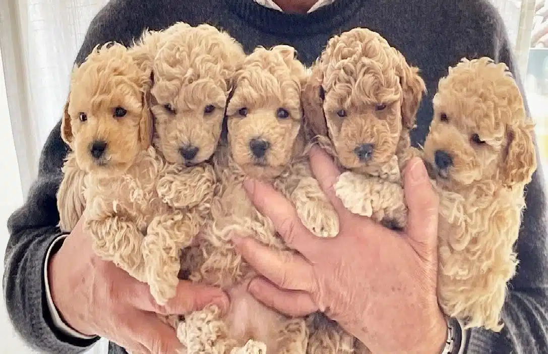 Dünya Tatlisi Maltipoo Yavrulari