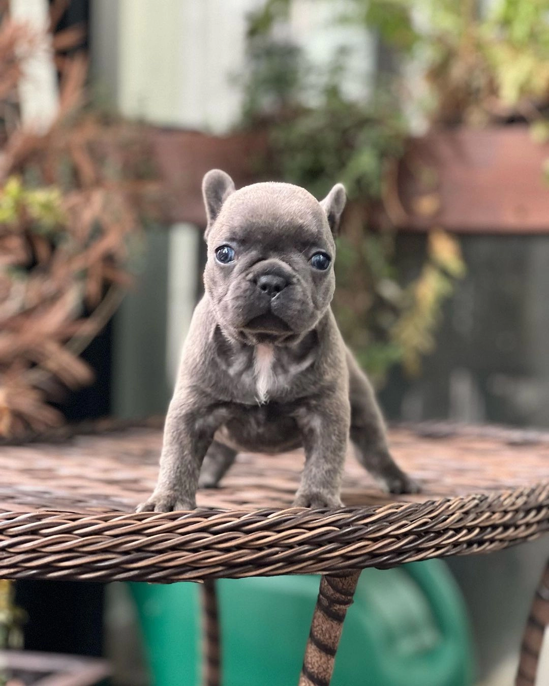 Blue French Bulldog Yavruları