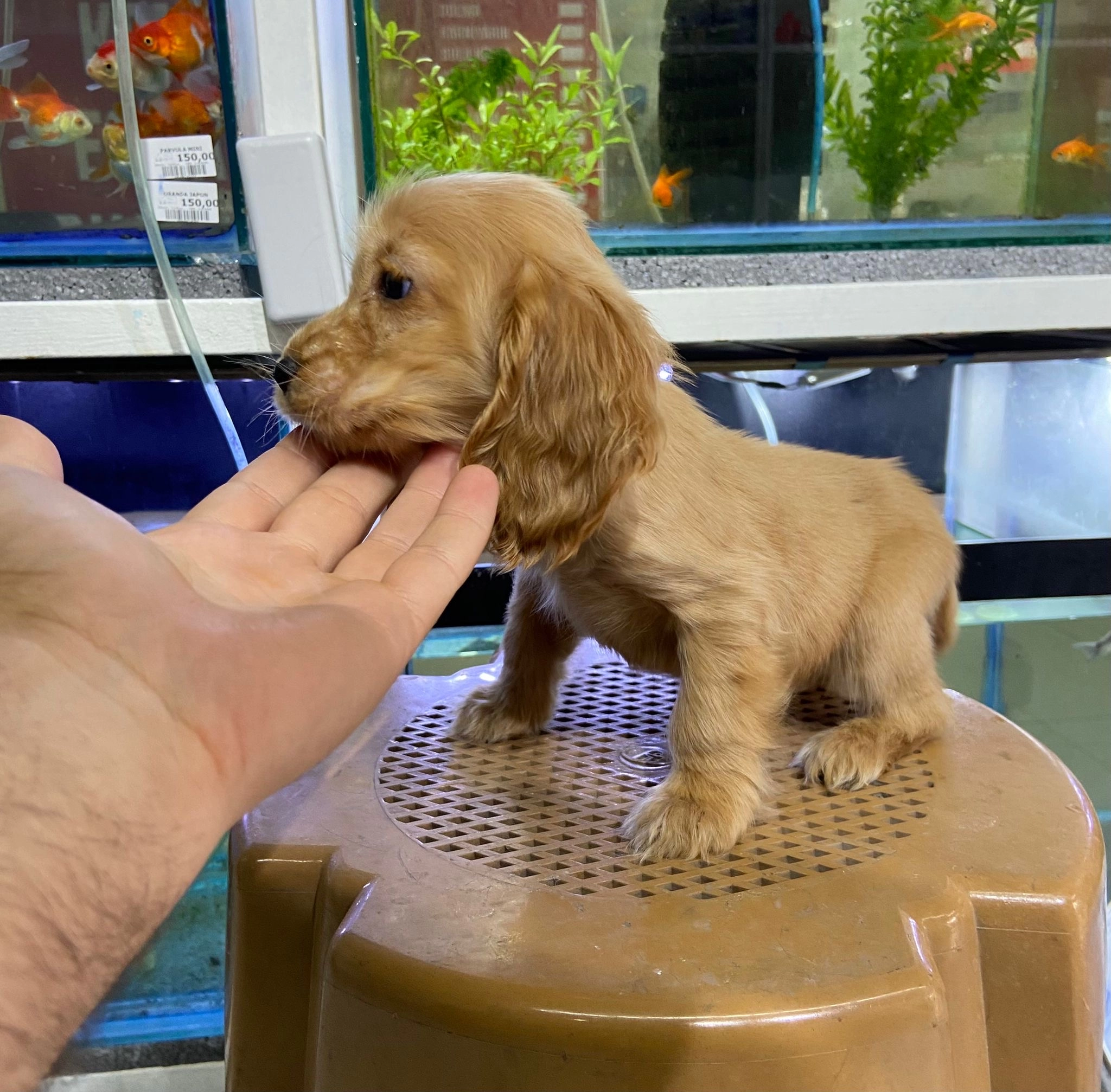 Dünyalar Tatlısı Cocker